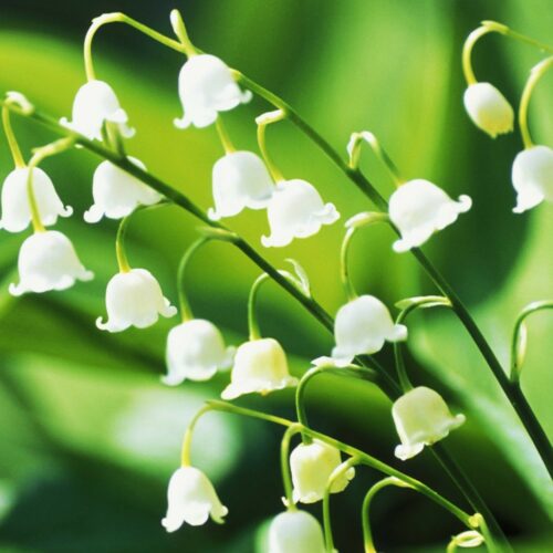 Lilly of the Valley άρωμα σαπουνιού